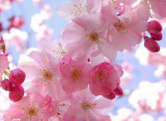printemps